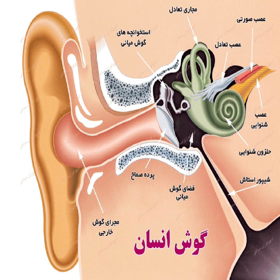 آشنایی با ساختار و آناتومی گوش و مکانیزم شنوایی و اهمیت گوش دادن آگاهانه برای یک گوینده