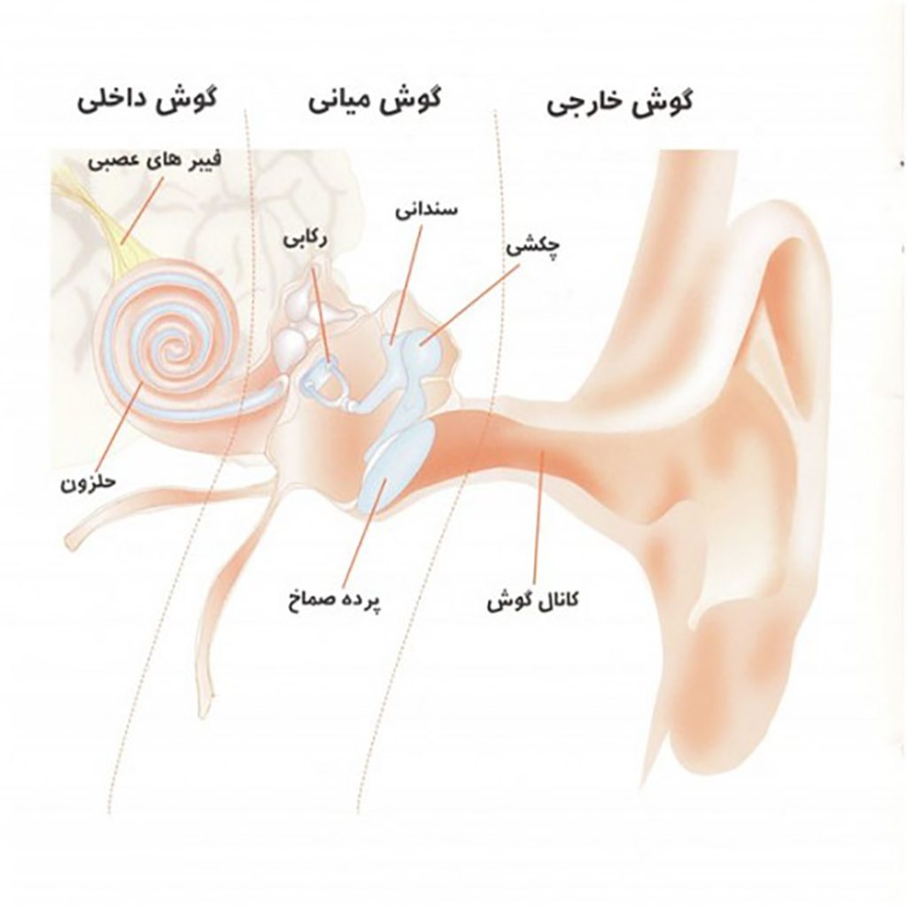 آشنایی با ساختار و آناتومی گوش و مکانیزم شنوایی و اهمیت گوش دادن آگاهانه برای یک گوینده