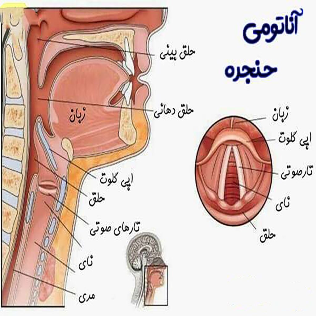 تاثیر و اهمیت اندام‌های گفتاری
